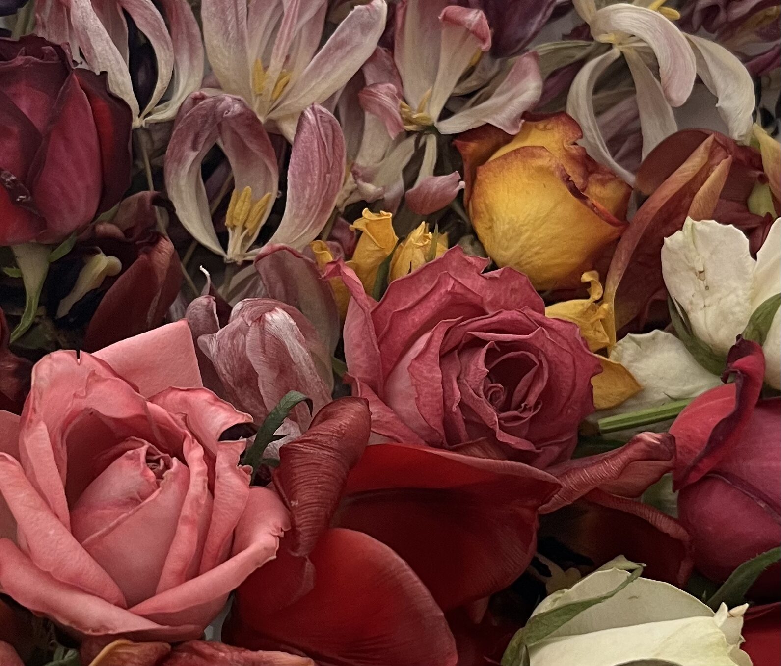 (c) 2025 Karl Baumann: flowers, Innsbruck