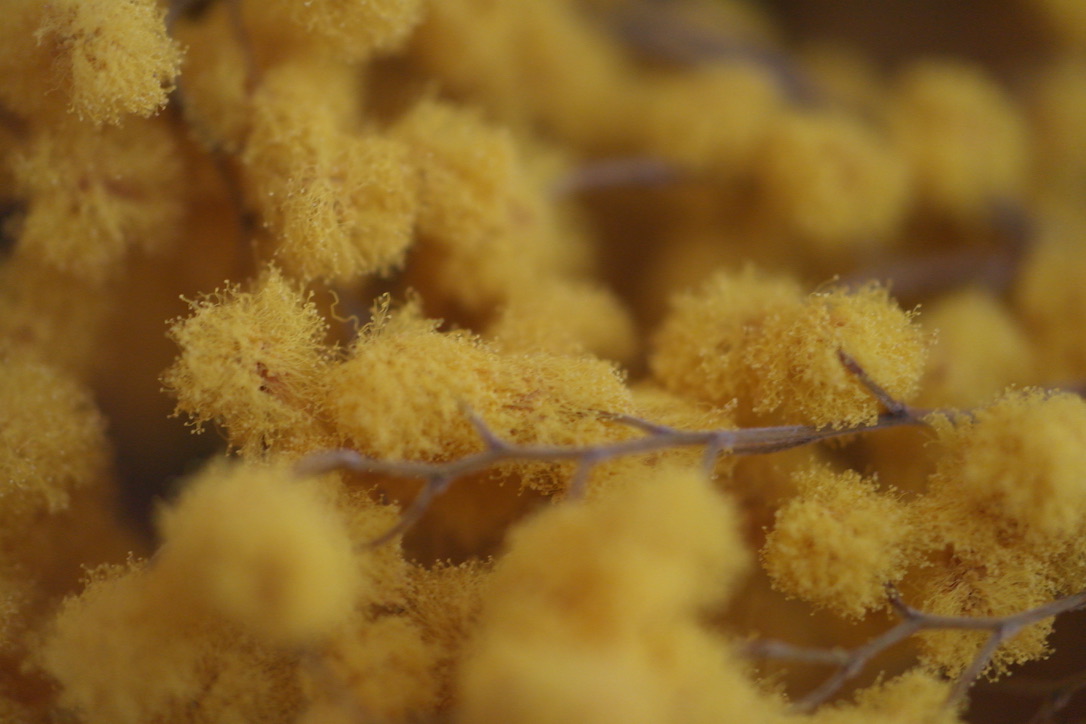 (c) 2026 Karl Baumann: Flowers, Growth, Fractals and Interconnection, SAMSUNG NX20 with 60 OIS macro